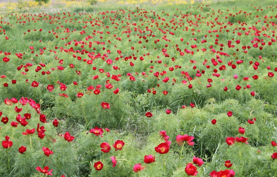 Пион tenuifolia rosea