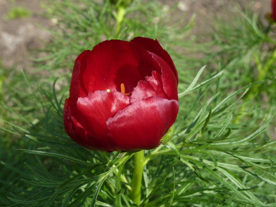 Дикий пион Воронец