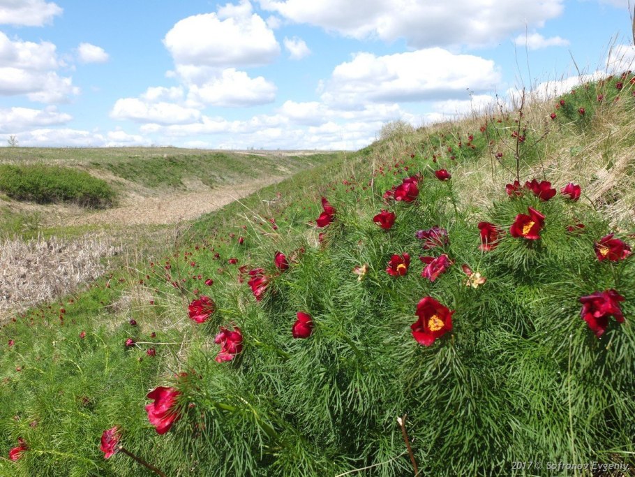 Пион тонколистный