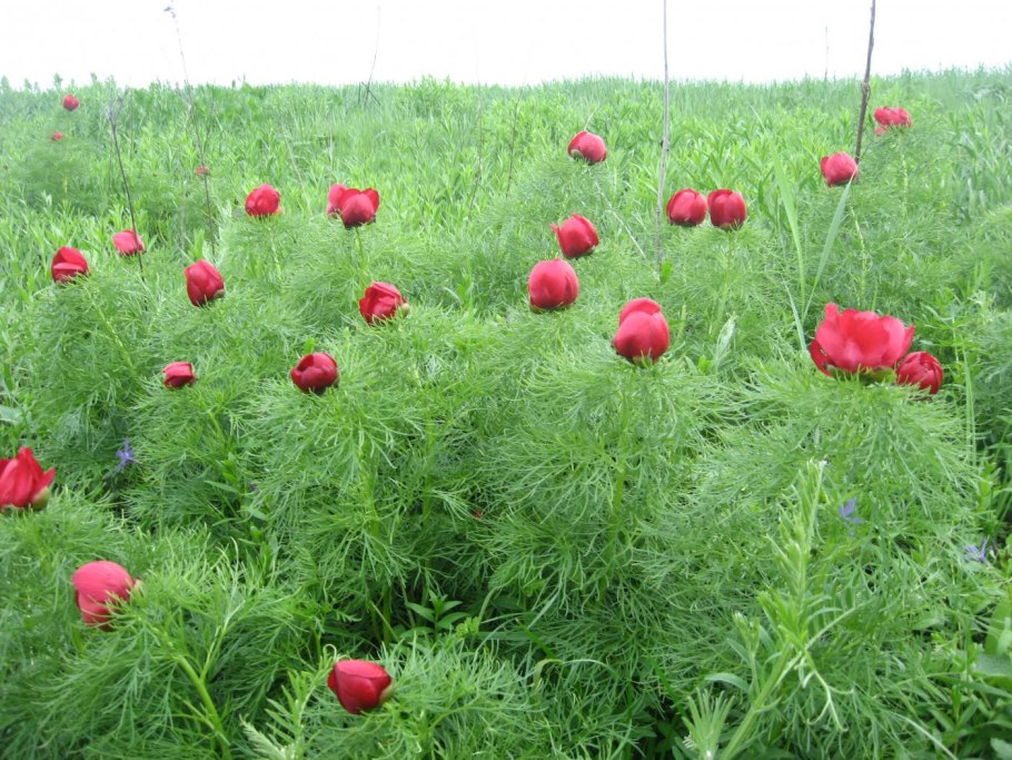 Пион тонколистный воронец