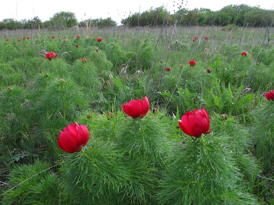 Пион тонколистный (оопт)