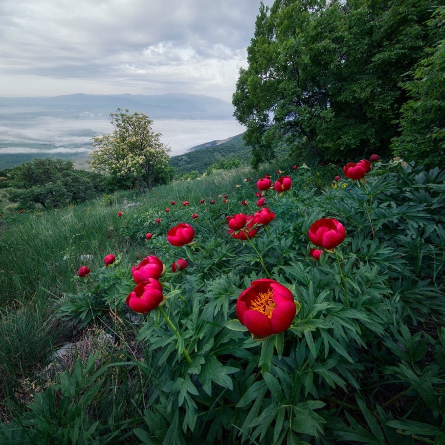 Пион тонколистный крымский