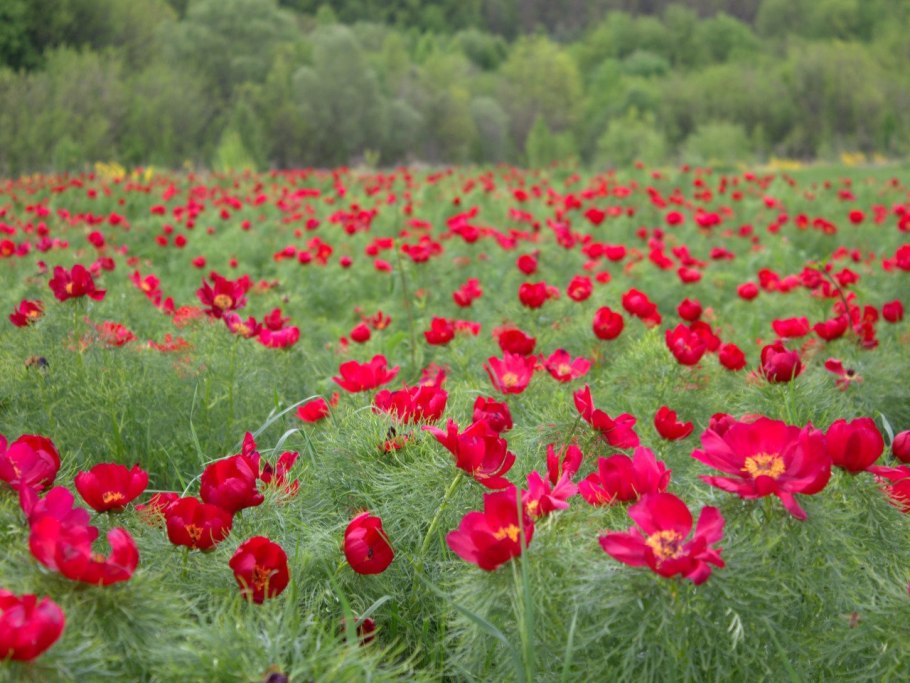 Опукский заповедник тюльпаны
