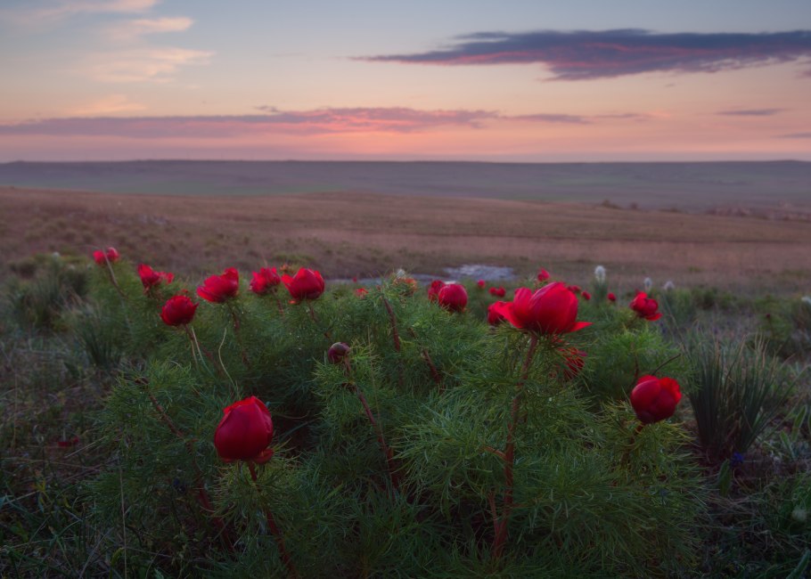 Пион Степной