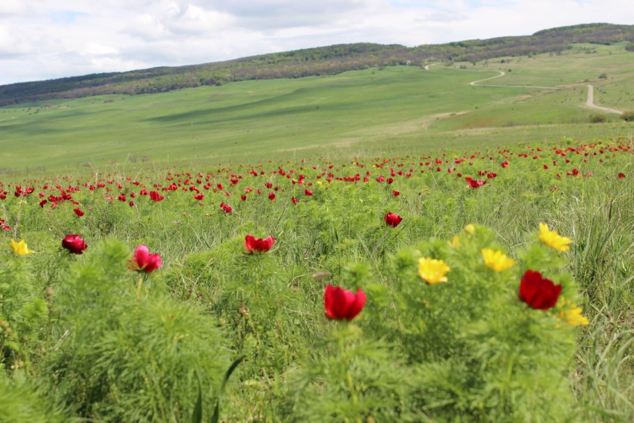Пион тонколистный степной