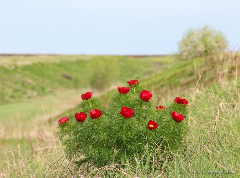 Пион узколистный Воронец