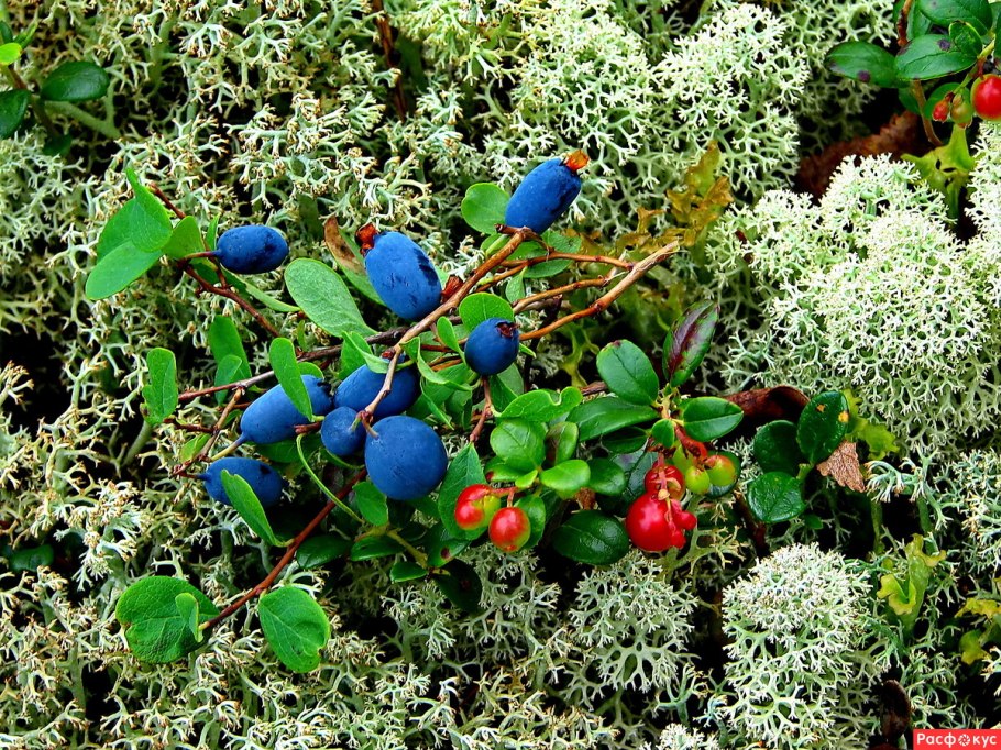 Голубика Лесная гонобобель