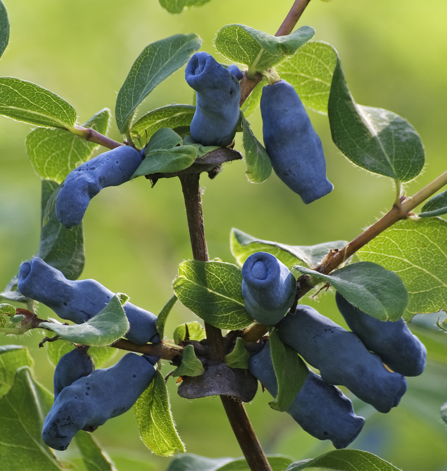 Смородина кроваво-красная изгородь