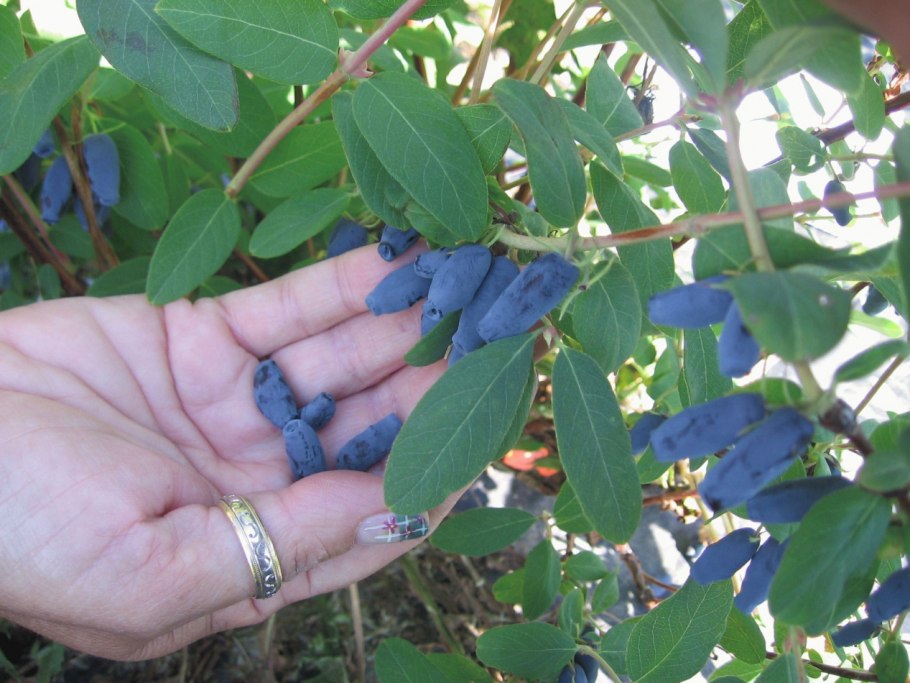 Боярышник Арнольда Crataegus arnoldiana