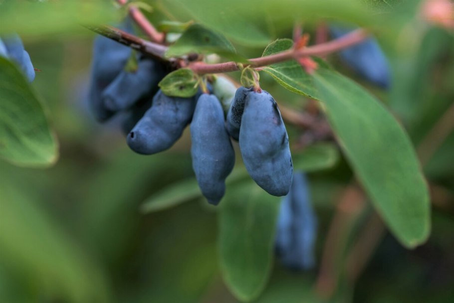 Жимолость Бакчарский великан