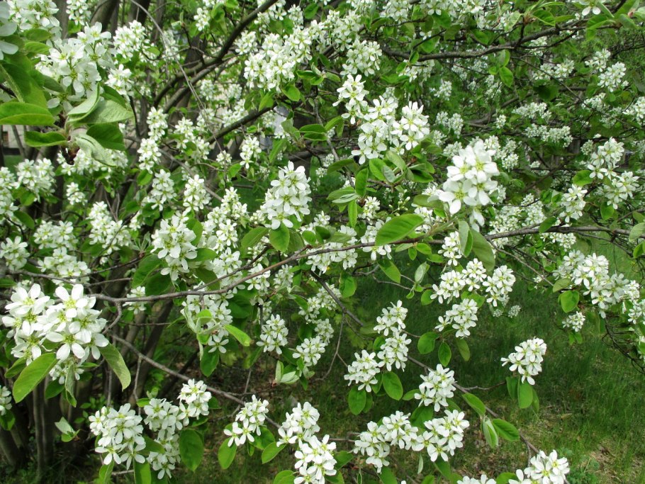 Яблоневый боярышник кустарник