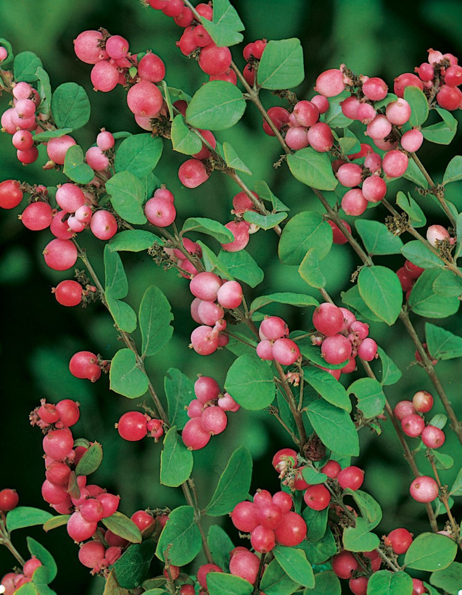 Смородина кустарник