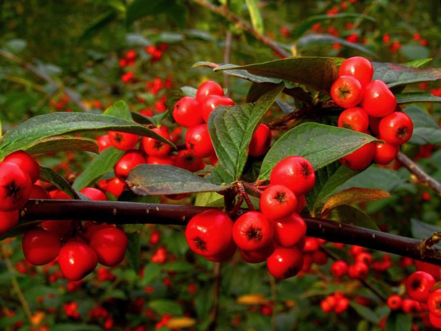 Жимолость иволистная