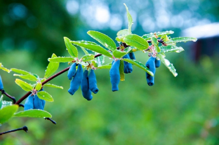 Жимолость кустарник