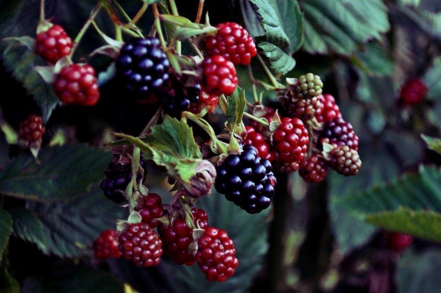 Жимолость Камчадалка