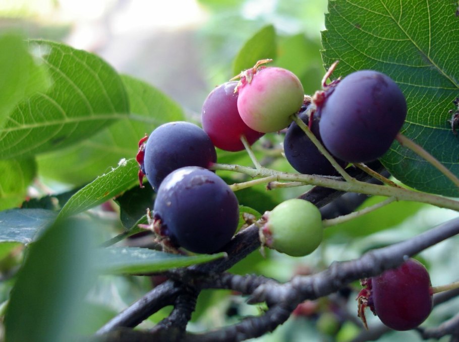 Жимолость Бакчарский великан