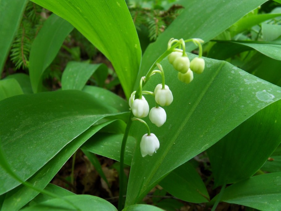 Ландыш горный Convallaria Montana