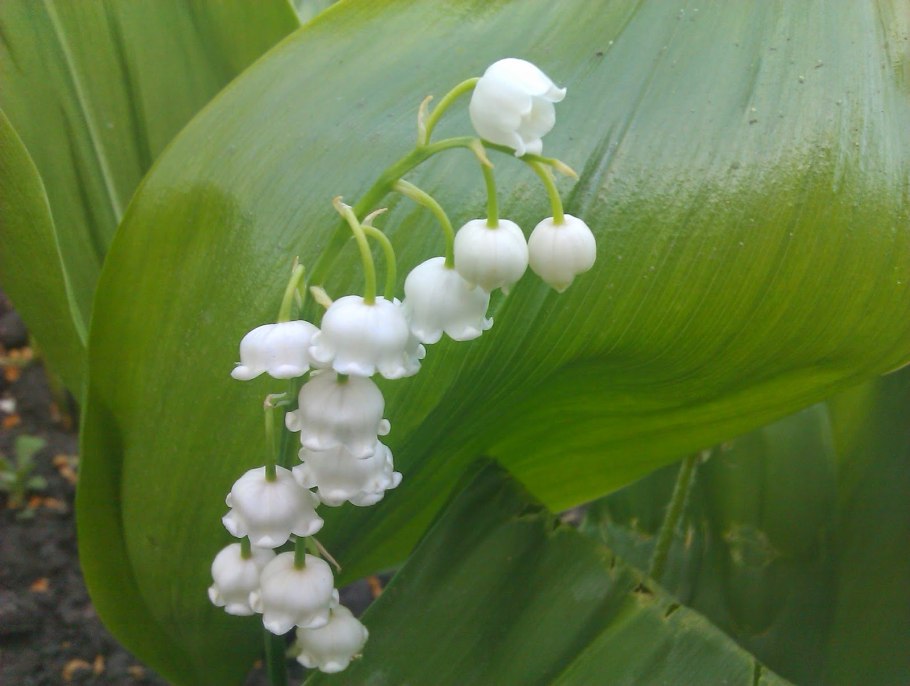 Ландыш Майский соцветие