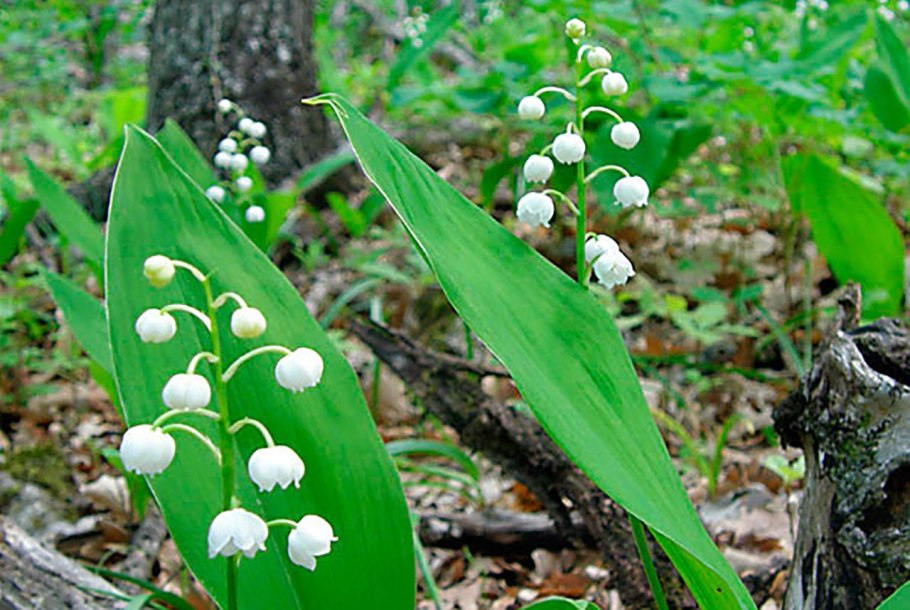 Ландыш Майский . . . . . С3. . . , Convallaria Majalis