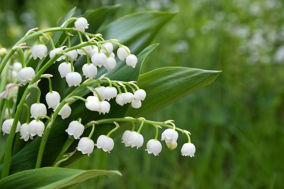 Ландыш Кейске Convallaria keiskei