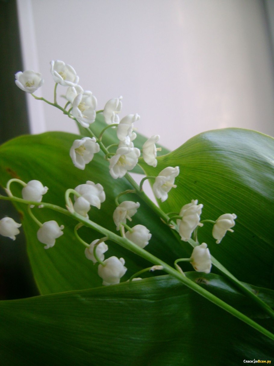 Ландыш Майский Пролификанс