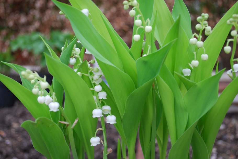 Ландыш convallaria majalis