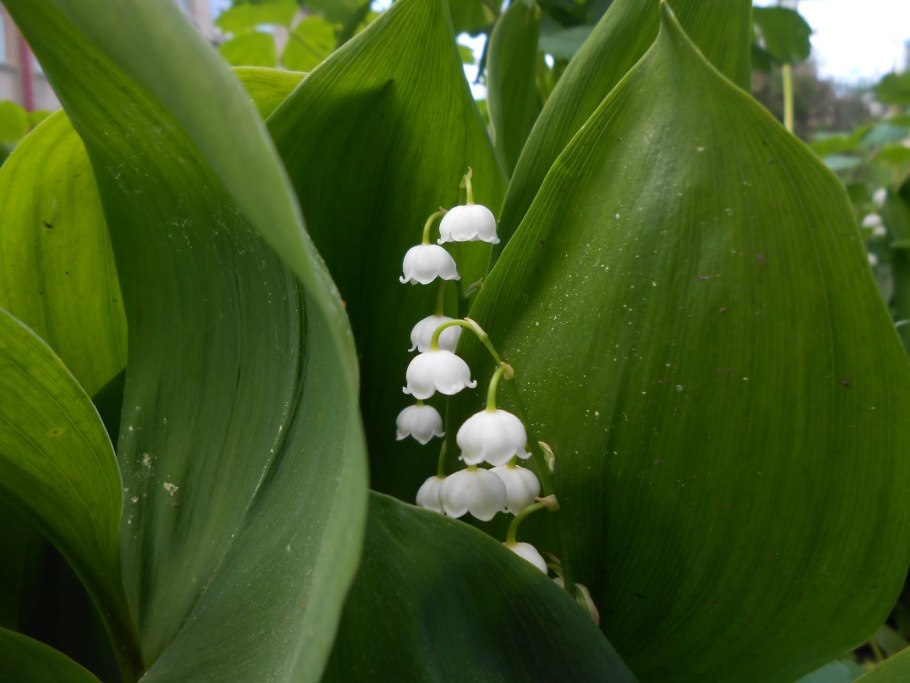 Индийский Ландыш кино