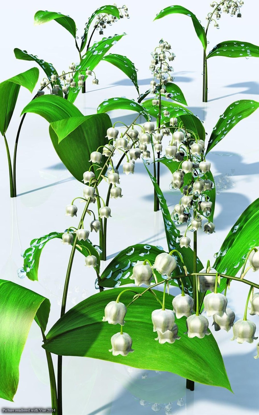 Ландыш Майский (лат. Convallária Majális)