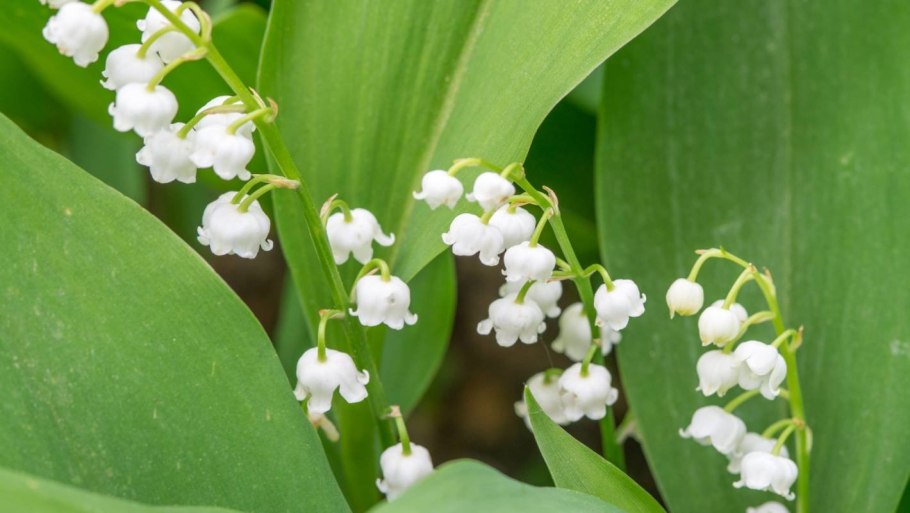 КОНВАЛЛЯРИЯ майялис