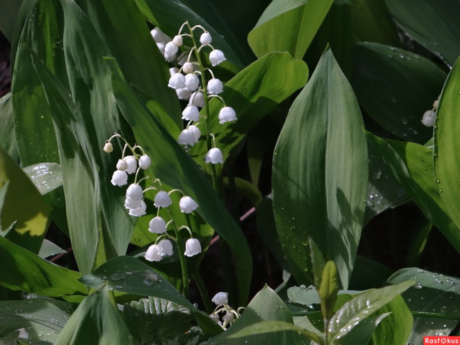Ландыш Майский соцветие