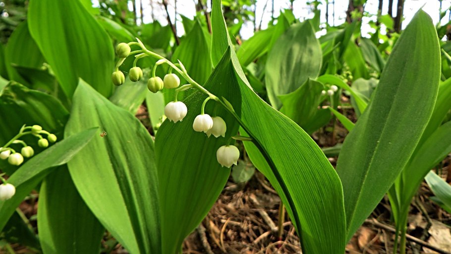Ландыш Закавказский - Convallaria transcaucasica;