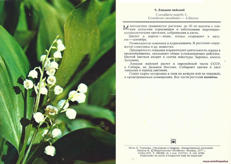 Лилейные растения Ландыш