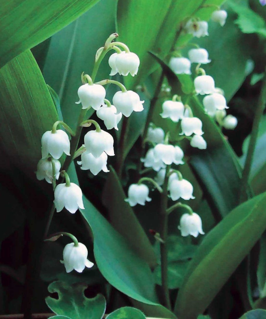 Ландыш горный