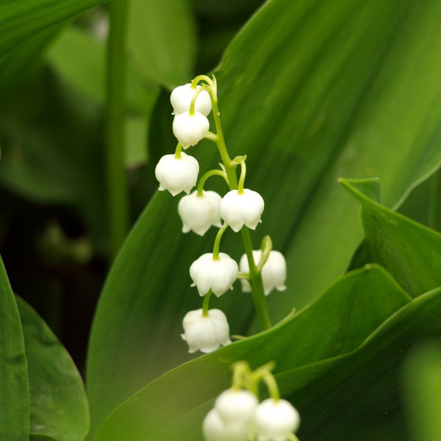 Ландыш Майский (Convallaria Majalis)