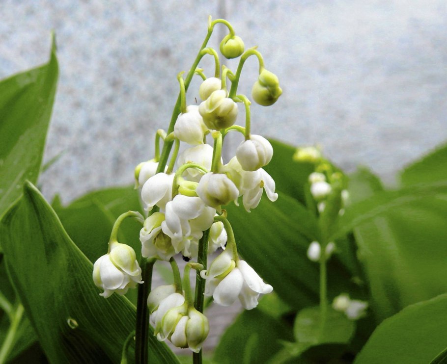 Ландыш Майский (Convallaria Majalis l.)