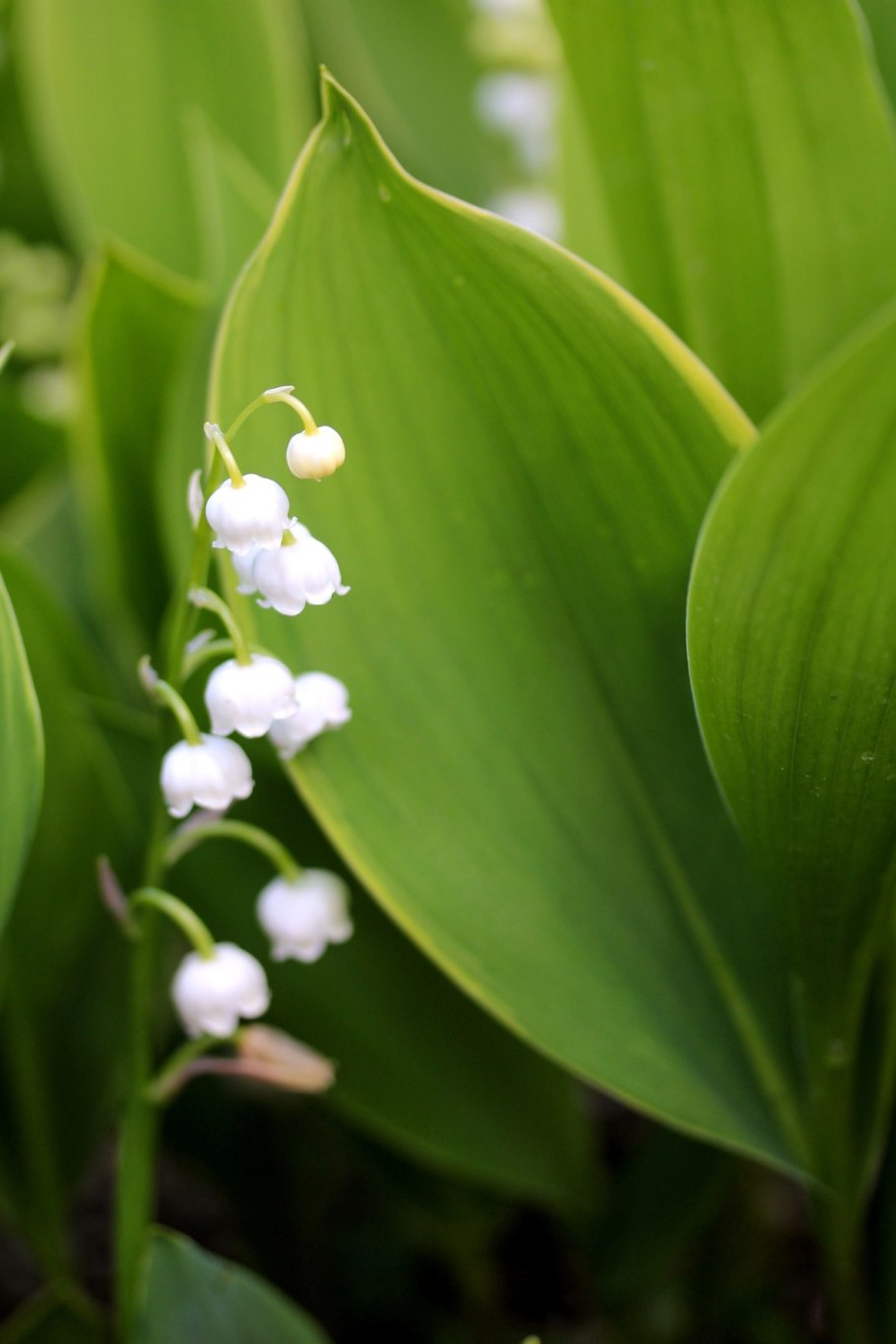 Ландыш Майский лекарственное растение