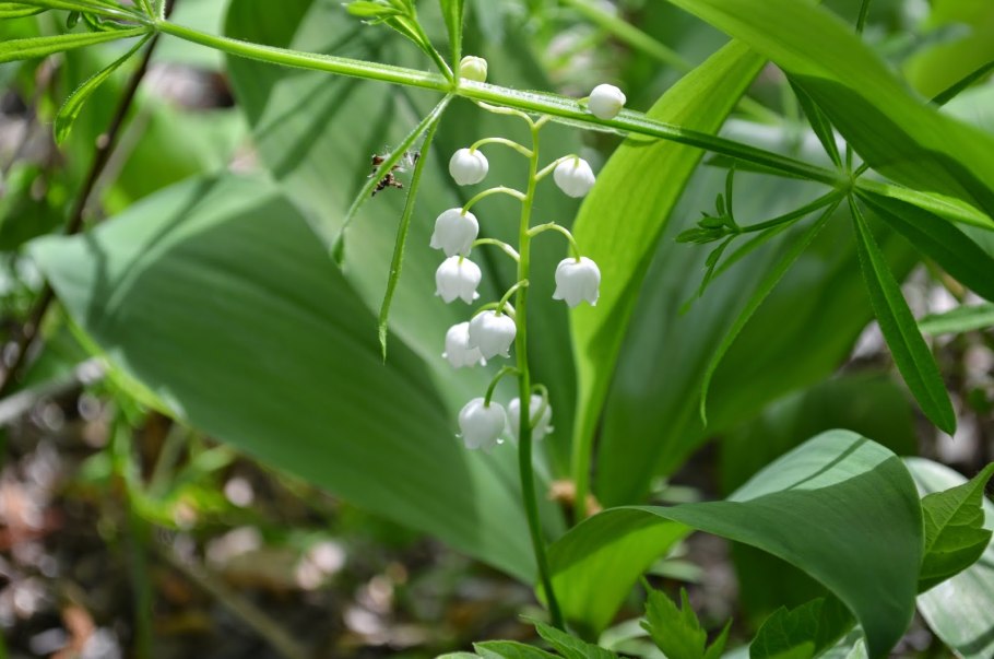 Ландыш майский растение