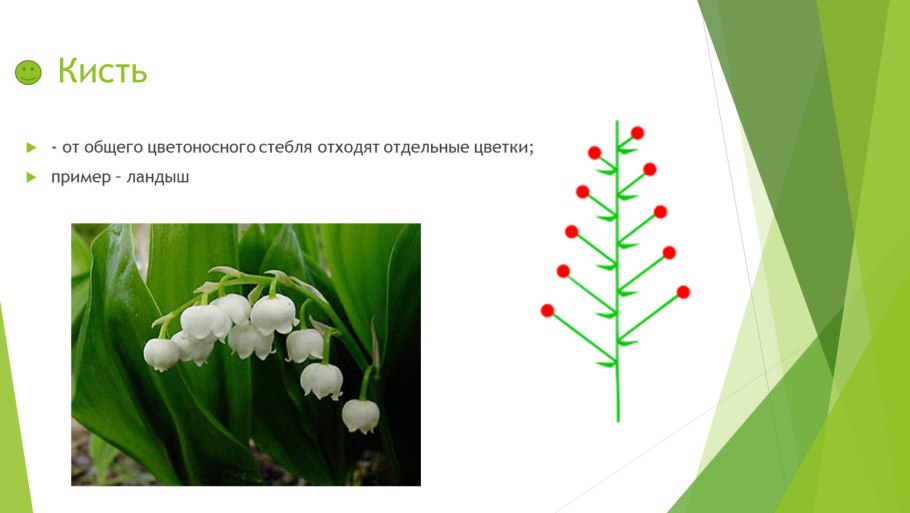 Злаковые и Лилейные растения