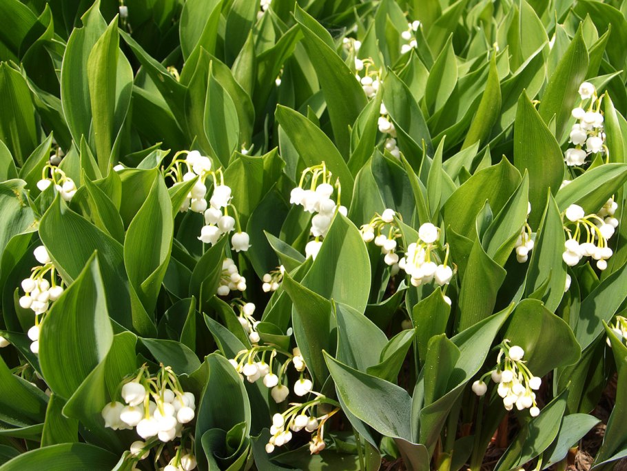 Ландыш Кейске Convallaria keiskei