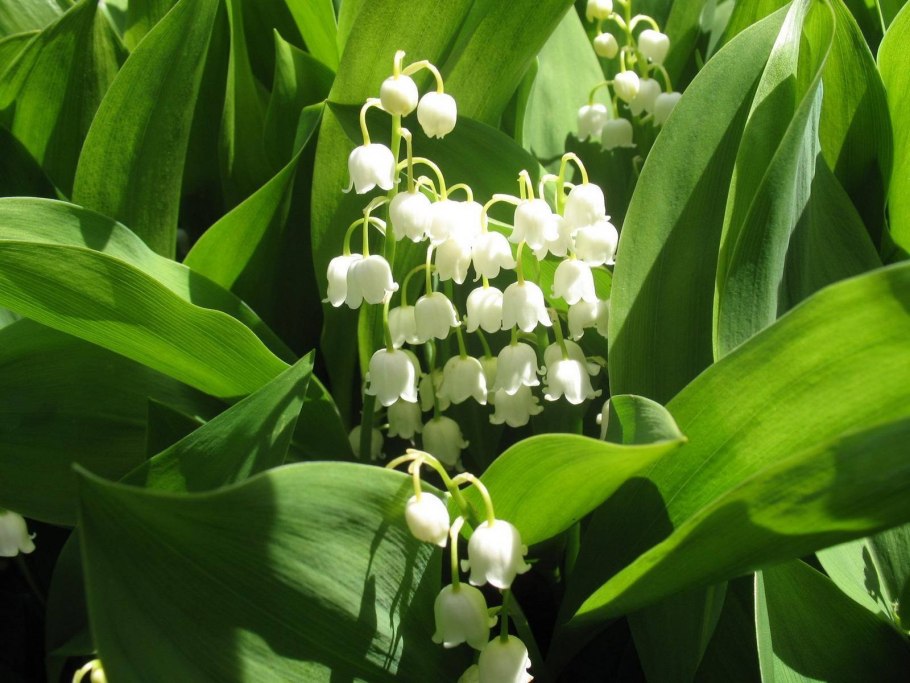 Ландыш Майский Convallaria Majalis rosea