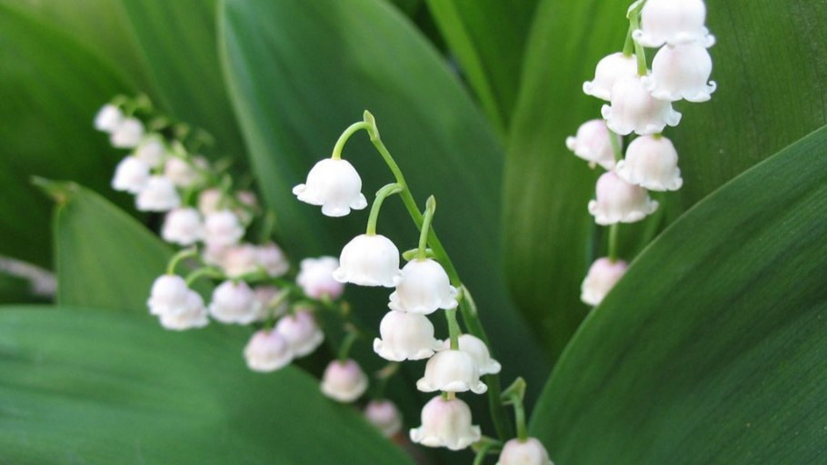 Ландыш лечебный