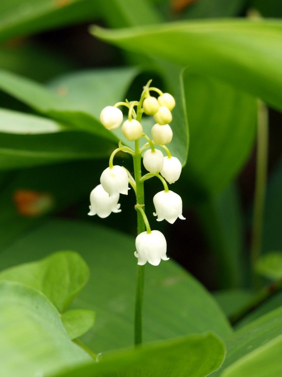 Ландыш болотный