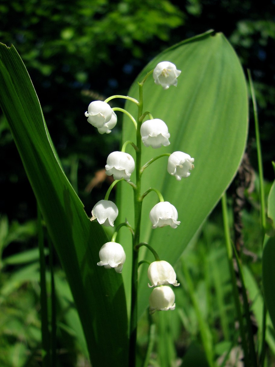 Ландыш Закавказский - Convallaria transcaucasica;