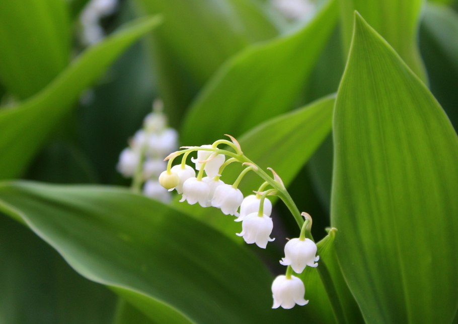 Ландыш Майский (Convallaria Majalis)