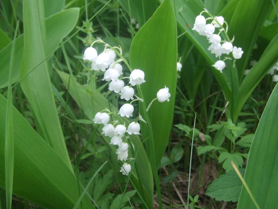 Ландыши майские