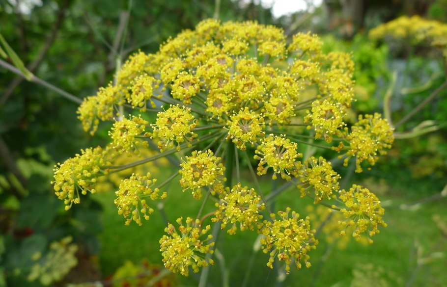 Фенхель. Foeniculum vulgare