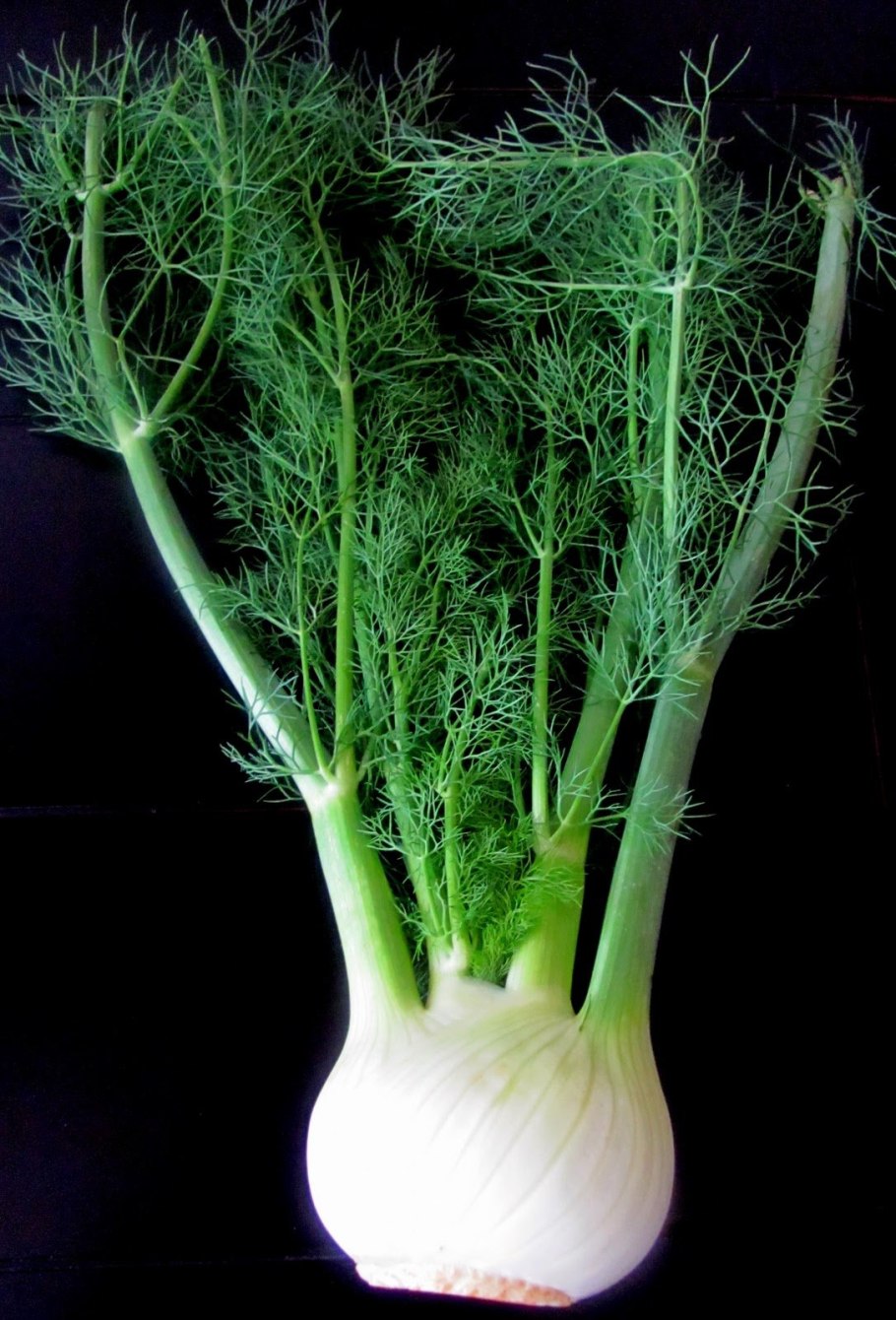 Фенхель (Foeniculum)