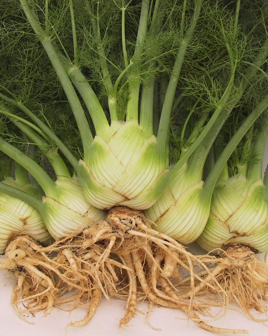 Фенхель обыкновенный