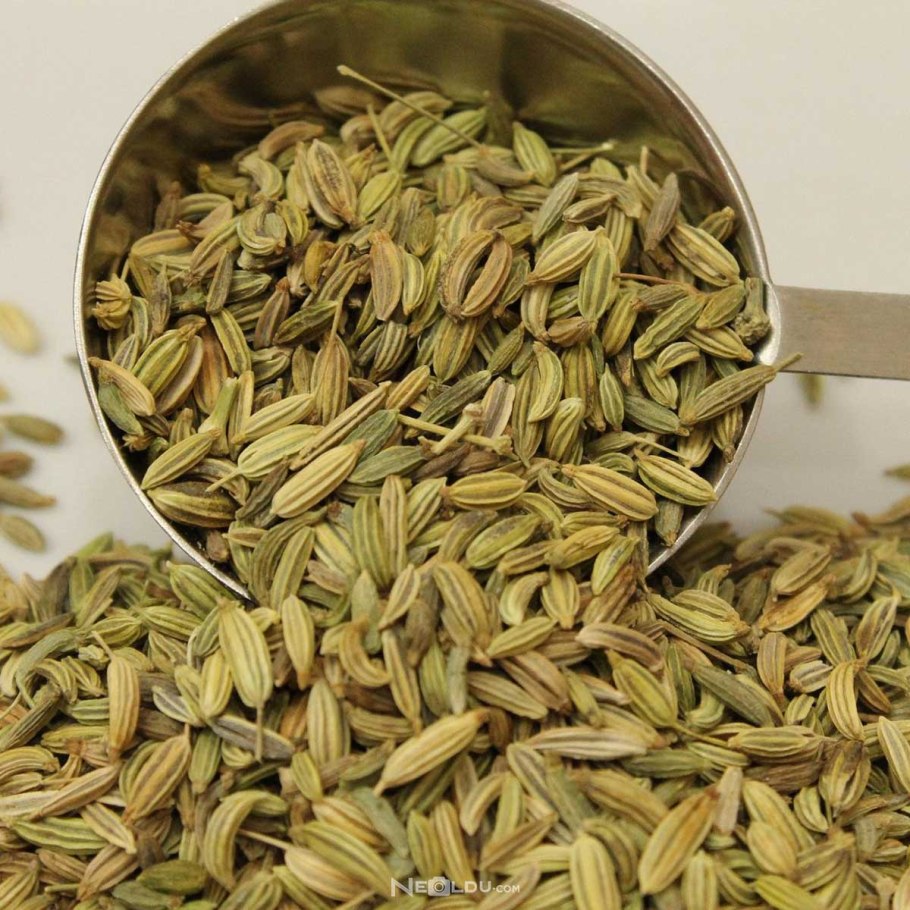 Фенхель специя