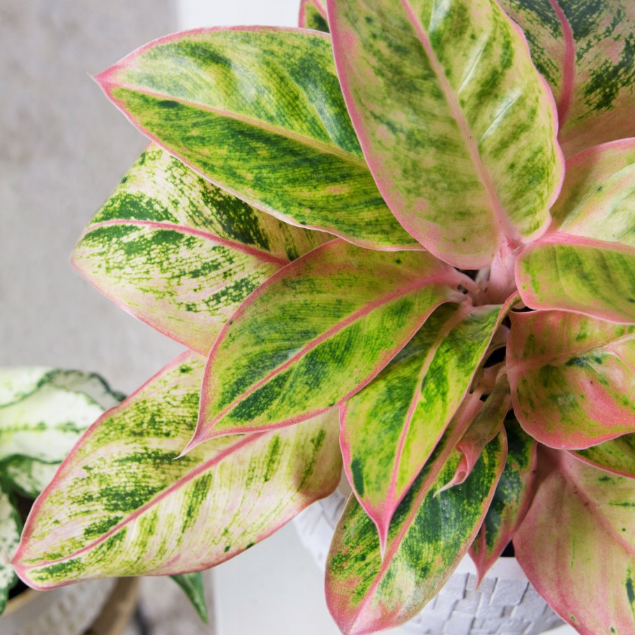 Аглаонема Варбурга